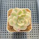 Echeveria 'Nicksana' Variegated 2" Succulent Plant Cutting