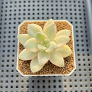 Graptoveria 'Titubans' Variegated 2" Succulent Plant Cutting