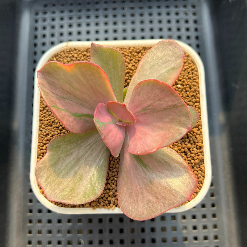 Echeveria 'Suyon' Variegated 2" Succulent Plant Cutting