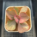 Echeveria 'Suyon' Variegated 2" Succulent Plant Cutting