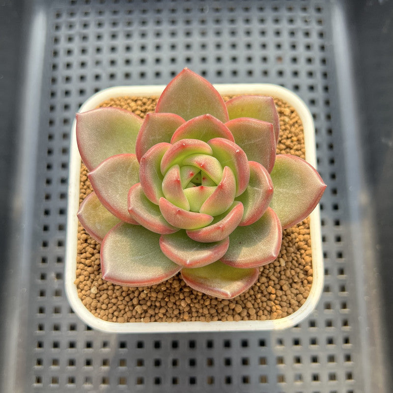 Echeveria 'Flower Ring' 3" New Hybrid Succulent Plant Cutting