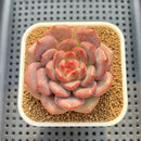 Echeveria 'Ariel' 2"-3" Succulent Plant Cutting