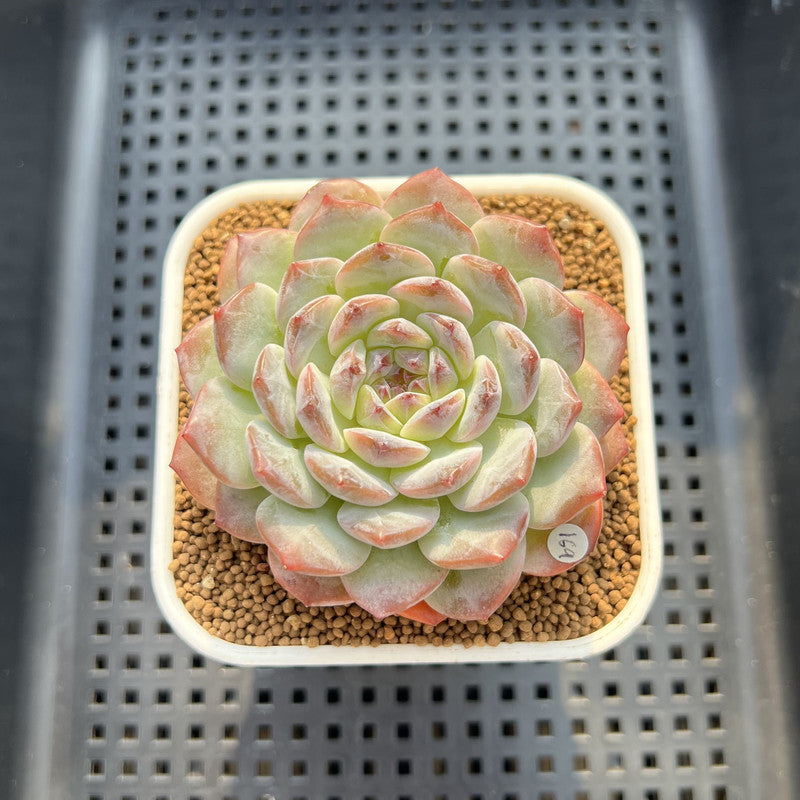 Echeveria 'Lilac Perfume' 2"-3" New Hybrid Succulent Plant Cutting
