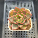 Echeveria 'Flower Ring' 3" New Hybrid Succulent Plant Cutting