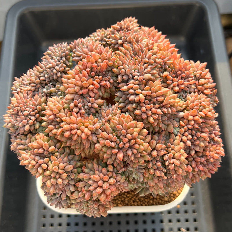 Echeveria sp. Crested 6" Large Succulent Plant Cutting