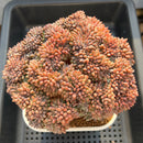 Echeveria sp. Crested 6" Large Succulent Plant Cutting