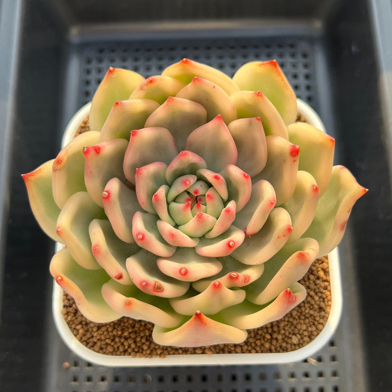 Echeveria Agavoides 'Amestro' Variegated 5" Succulent Plant Cutting