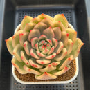 Echeveria Agavoides 'Amestro' Variegated 5" Succulent Plant Cutting