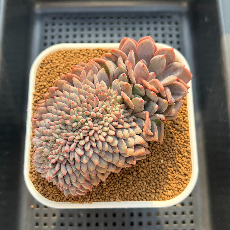 Echeveria 'Ariel' Crested 4" Succulent Plant Cutting