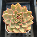 Echeveria Agavoides 'Amestro' Variegated 5" Succulent Plant Cutting