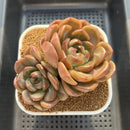 Echeveria 'Lilac' Jelly Type 4" Succulent Plant Cutting