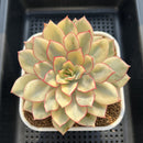 Echeveria 'Esther' Variegated 3" Succulent Plant Cutting