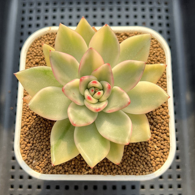 Echeveria Agavoides 'Butterfly' Variegated 3" Succulent Plant Cutting