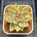 Echeveria Agavoides 'Butterfly' Variegated 3" Succulent Plant Cutting