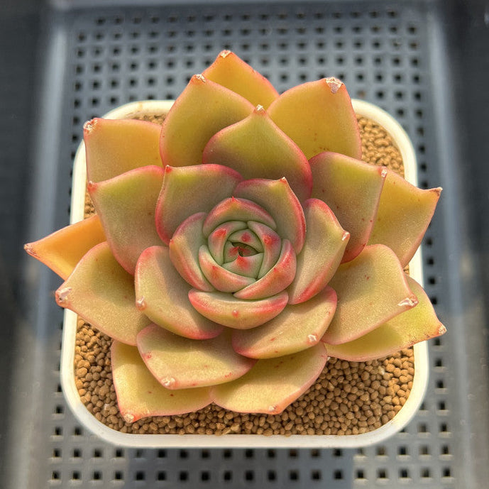 Echeveria 'I Purple You' 2" New Hybrid Succulent Plant Cutting