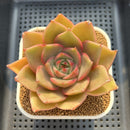 Echeveria 'I Purple You' 2" New Hybrid Succulent Plant Cutting