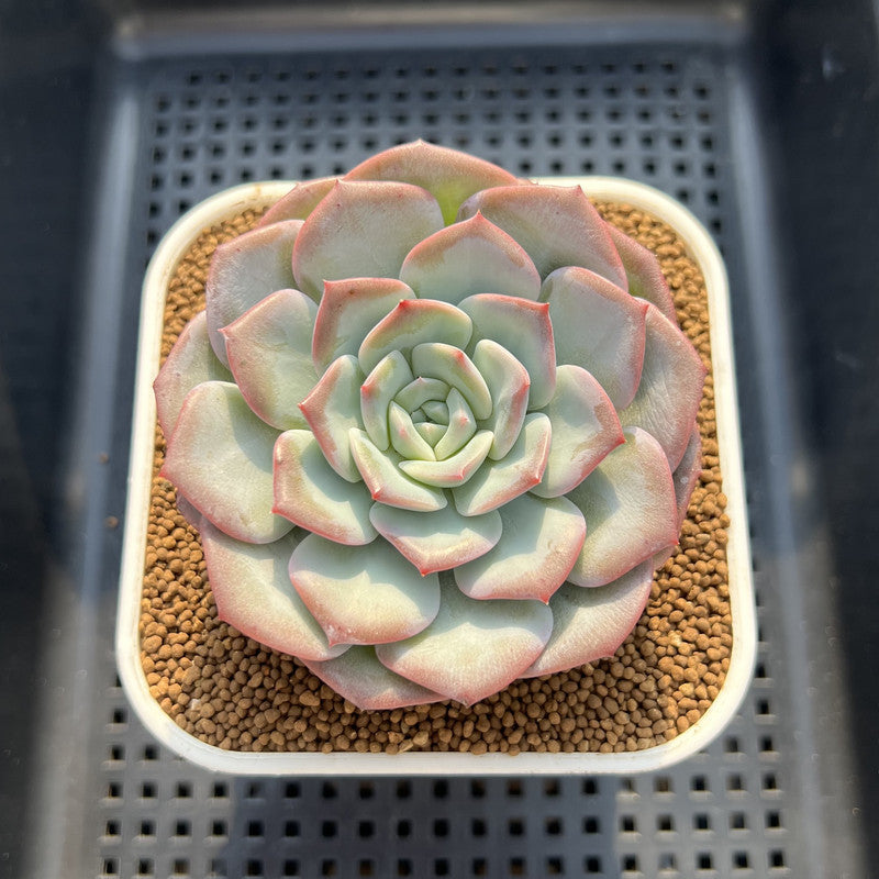 Echeveria 'Fantasy Wonder' 2"-3" New Hybrid Succulent Plant Cutting