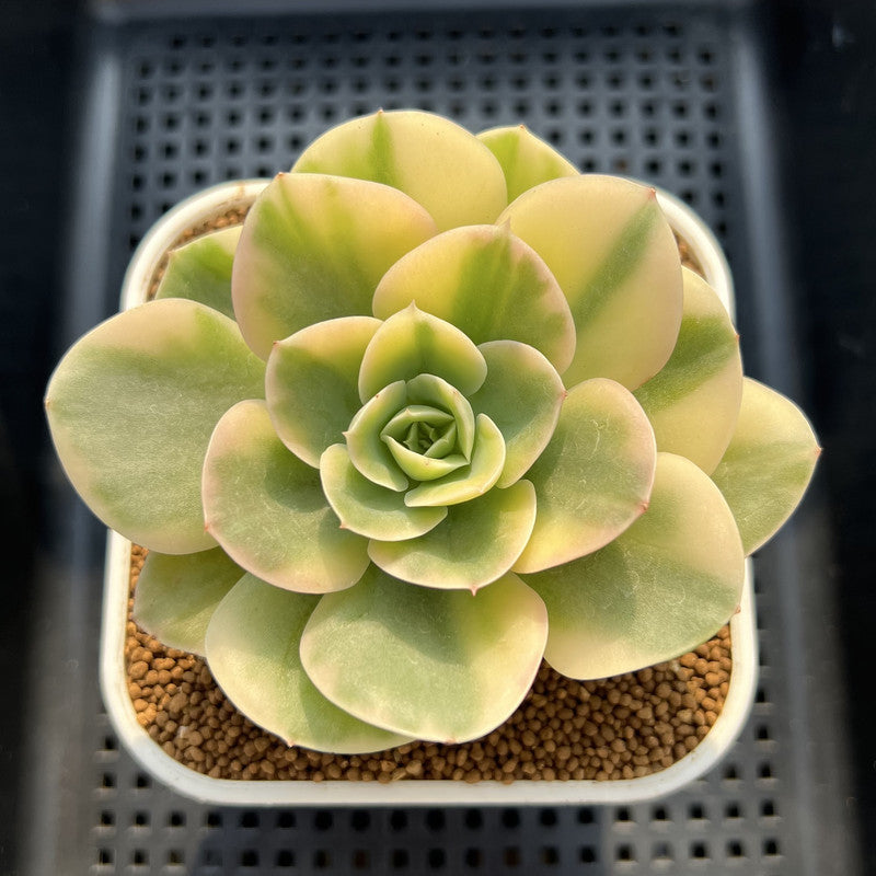 Echeveria 'Arenas' Variegated 3" Succulent Plant Cutting