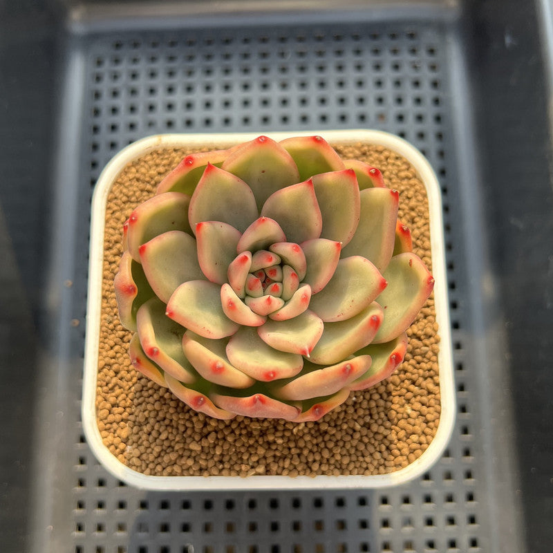 Echeveria Agavoides 'Amestro' Variegated 2" Succulent Plant