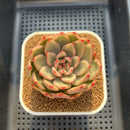 Echeveria Agavoides 'Amestro' Variegated 2" Succulent Plant