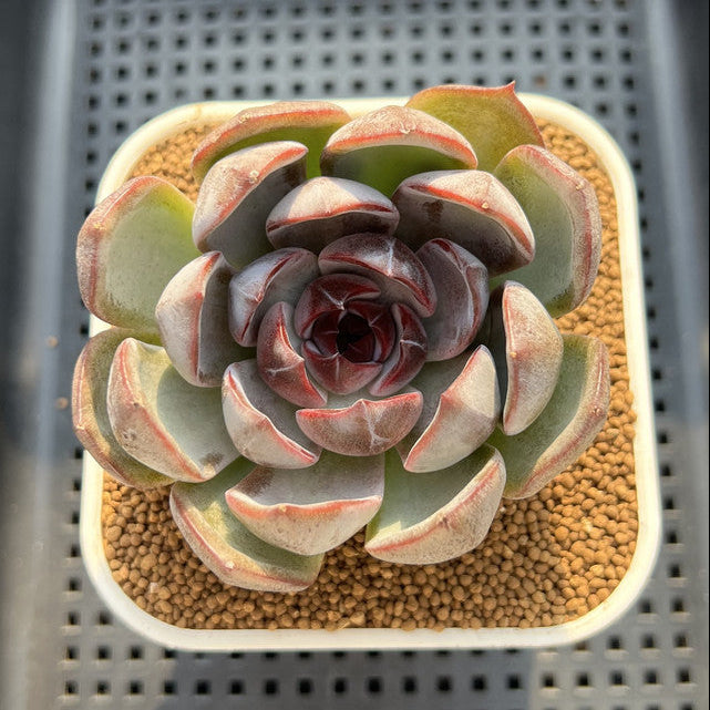 Echeveria 'Black Velvet' 2"-3" New Hybrid Succulent Plant Cutting