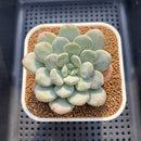 Echeveria 'Cream Bubble' 2" Succulent Plant Cutting