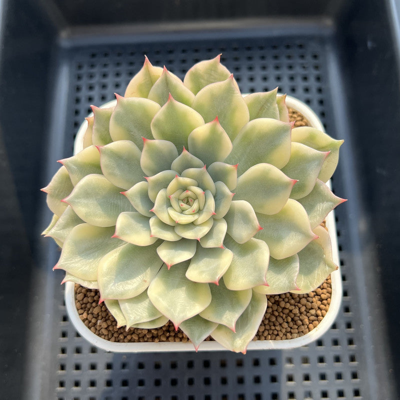 Echeveria 'Pink Erica' Variegated 3" Succulent Plant Cutting
