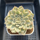 Echeveria 'Pink Erica' Variegated 3" Succulent Plant Cutting
