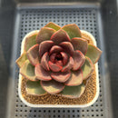 Echeveria 'MiuMiu' 2"-3" New Hybrid Succulent Plant Cutting