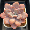 Pachyphytum 'Pink Frevel' 4" Succulent Plant Cutting