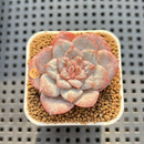 Echeveria 'Sugarling' 1" Succulent Plant Cutting