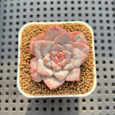 Echeveria 'Sugarling' 1" Succulent Plant Cutting