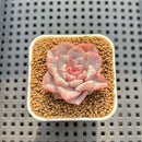 Echeveria 'Sugarling' 1" Succulent Plant Cutting