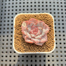 Echeveria 'Sugarling' 1" Succulent Plant Cutting