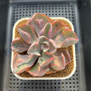 Echeveria 'Beyonce' Variegated 3" Succulent Plant Cutting