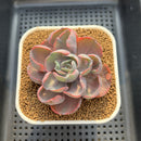 Echeveria 'Beyonce' Variegated 3" Succulent Plant Cutting