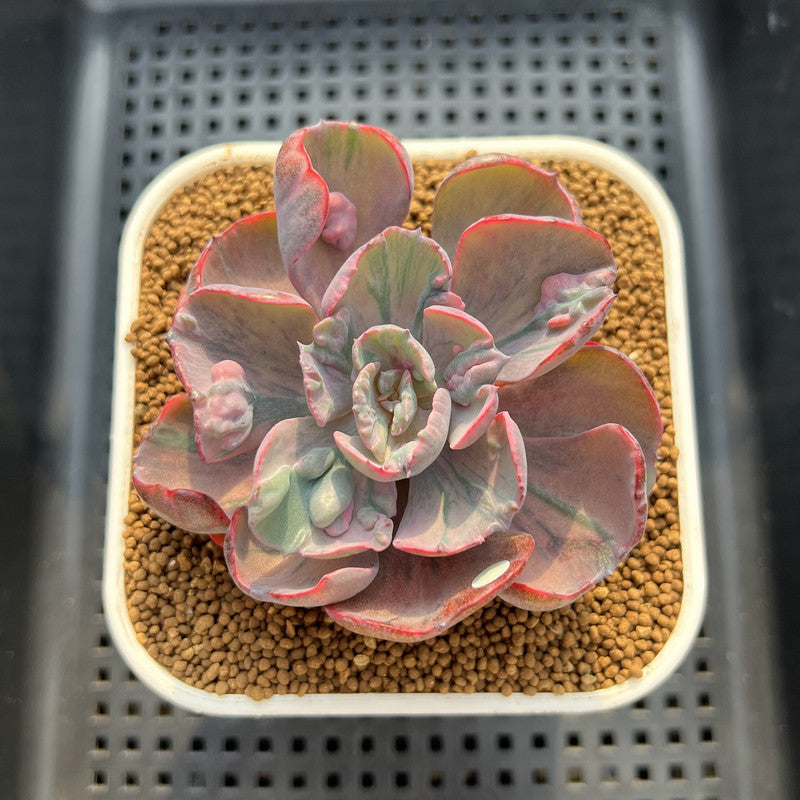 Echeveria 'Beyonce' Variegated 3" Succulent Plant Cutting