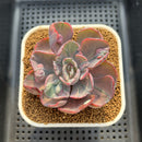 Echeveria 'Beyonce' Variegated 3" Succulent Plant Cutting