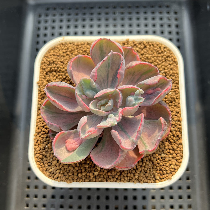 Echeveria 'Beyonce' Variegated 3" Succulent Plant Cutting