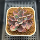 Echeveria 'Beyonce' Variegated 3" Succulent Plant Cutting