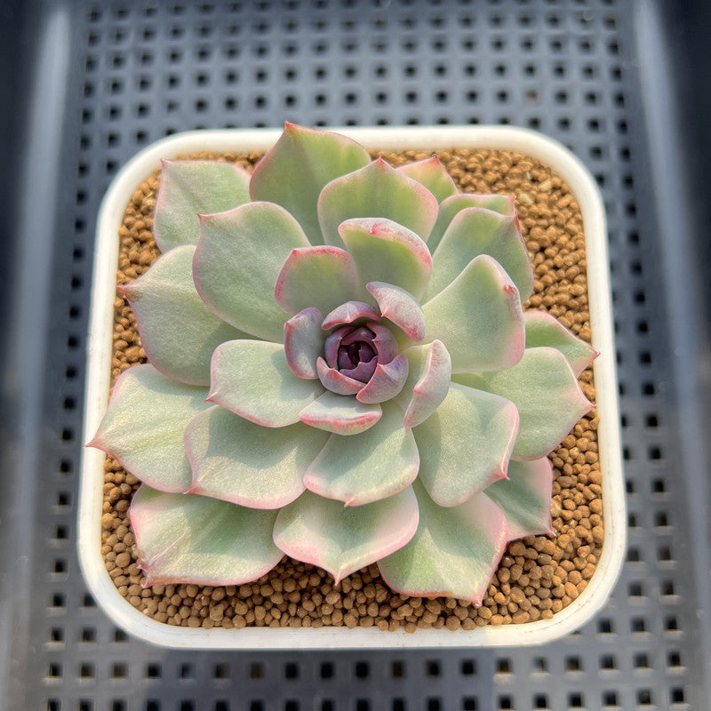 Echeveria 'Blue Witch' Variegated 2"-3" Succulent Plant Cutting