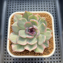 Echeveria 'Blue Witch' Variegated 2"-3" Succulent Plant Cutting