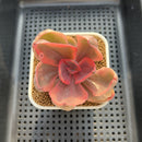 Echeveria 'Golden State' Variegated 3" Succulent Plant Cutting