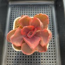 Echeveria 'Golden State' Variegated 3" Succulent Plant Cutting