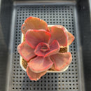 Echeveria 'Golden State' Variegated 3" Succulent Plant Cutting