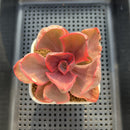 Echeveria 'Golden State' Variegated 3" Succulent Plant Cutting