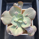 Echeveria 'Paul Bunyan' 4" Succulent Plant Cutting