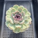 Echeveria 'Blood Maria' x sp. 3"-4" Flower Village Hybrid Succulent Plant