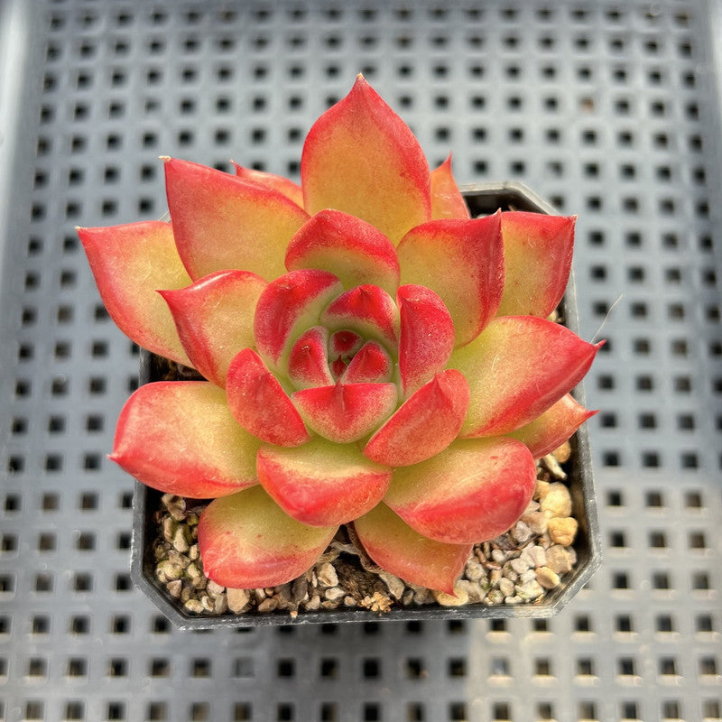 Echeveria Agavoides sp. 2" Succulent Plant