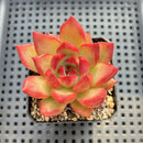 Echeveria Agavoides sp. 2" Succulent Plant